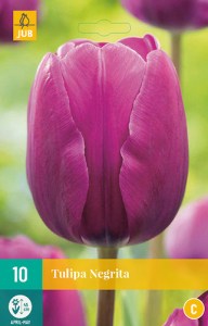 Tulipan NEGRITA